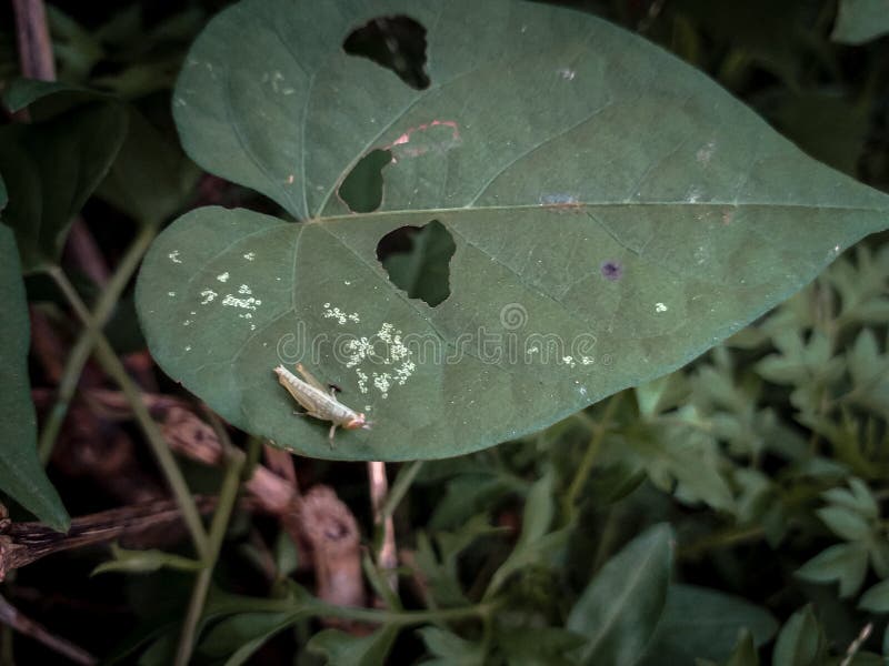 Baby Grasshopper on the Leaves Stock Photo - Image of brebes, november:  211334580