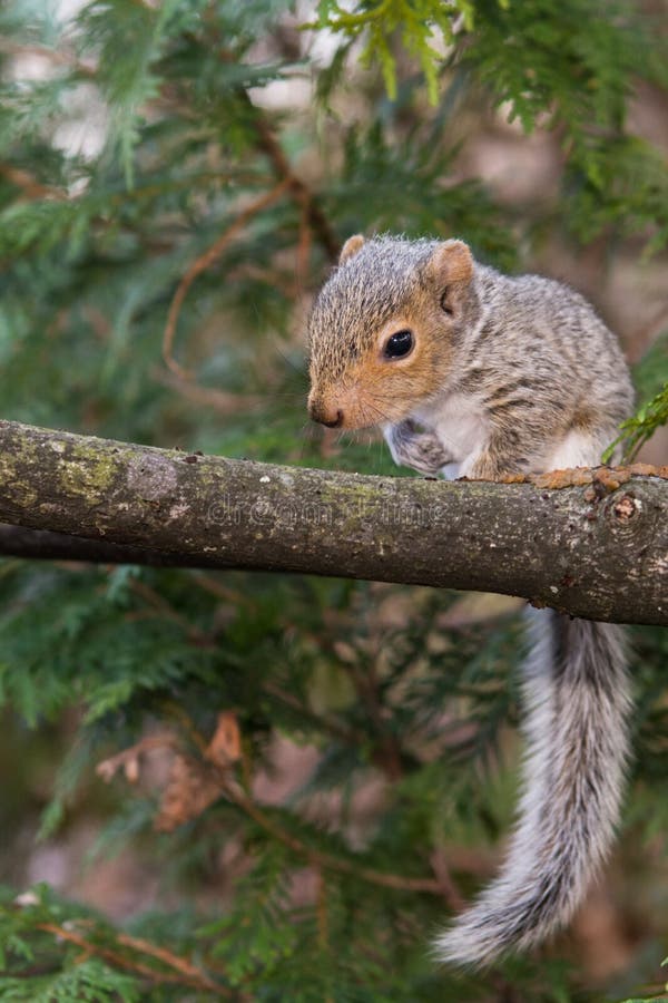 Baby Gray Squirrel stock photo. Image of adorable, habitat 53523530