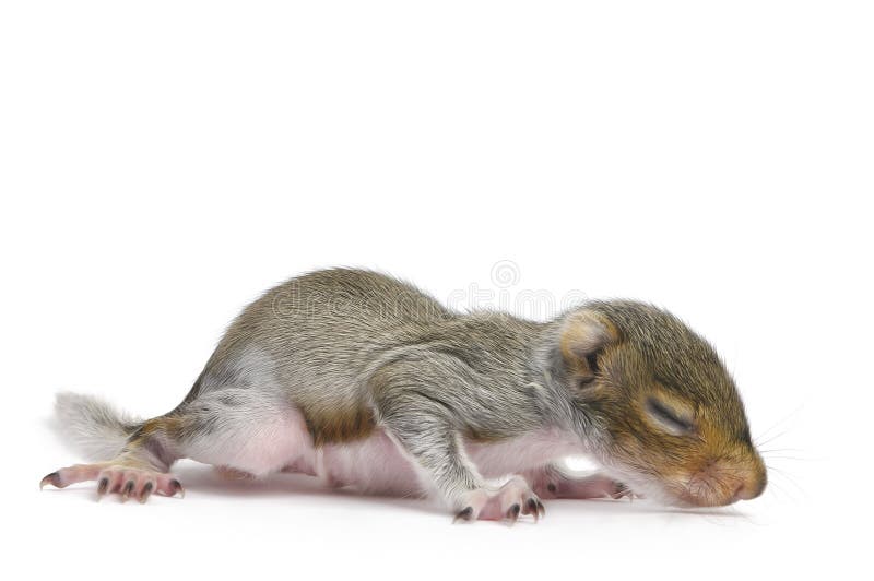 Baby Gray Squirrel - Sciurus Carolinensis royalty free stock photography Baby Gray Squirrel - Sciurus Carolinensis royalty free stock photography