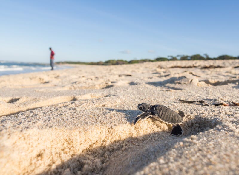 Baby green sea turtle