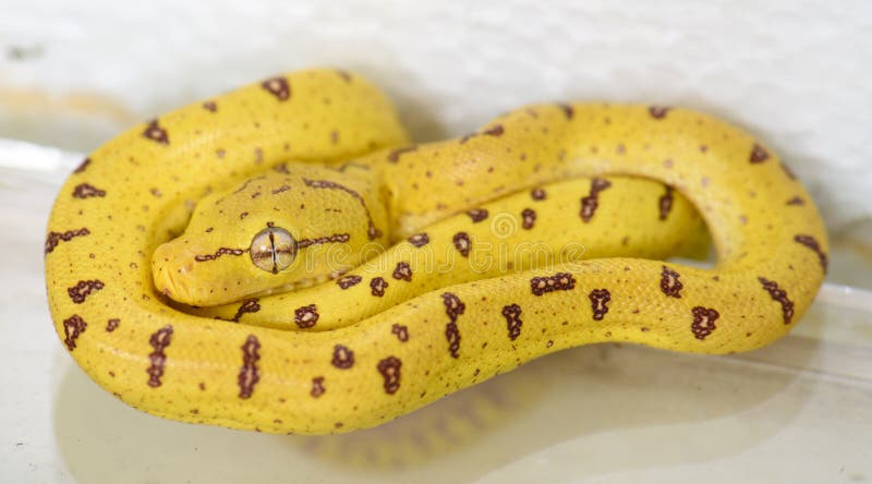 Baby Tree Python Photos Free Royalty Free Stock Photos From Dreamstime Baby Tree Python Photos Free Royalty Free Stock Photos From Dreamstime
