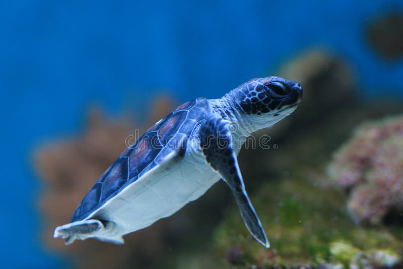 Baby Green turtle royalty free stock image