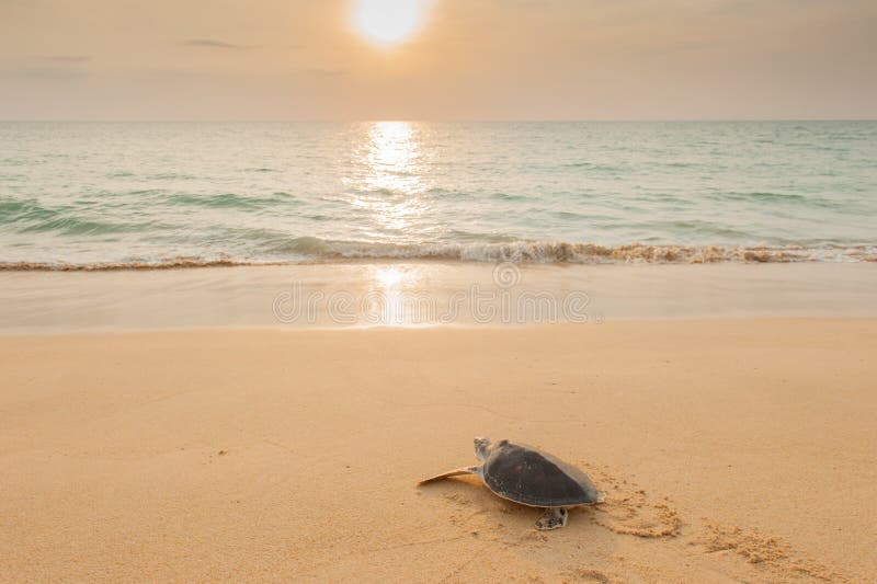 Baby Green Turtle