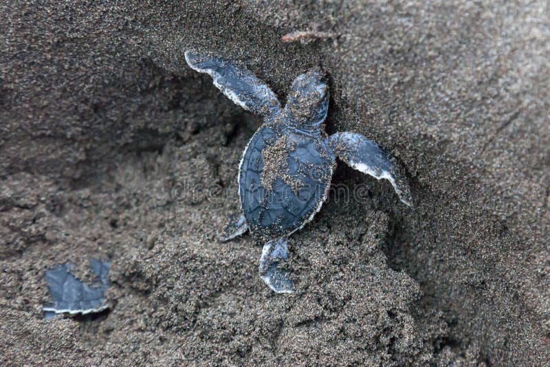 Baby green turtles on the beach in Costa Rica royalty free stock photography Baby green turtles on the beach in Costa Rica royalty free stock photography