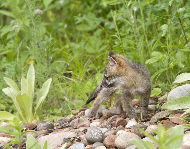 Baby Grey Fox Standing op Rotsen dichtbij Hol stock afbeelding Baby Grey Fox Standing op Rotsen dichtbij Hol stock afbeelding