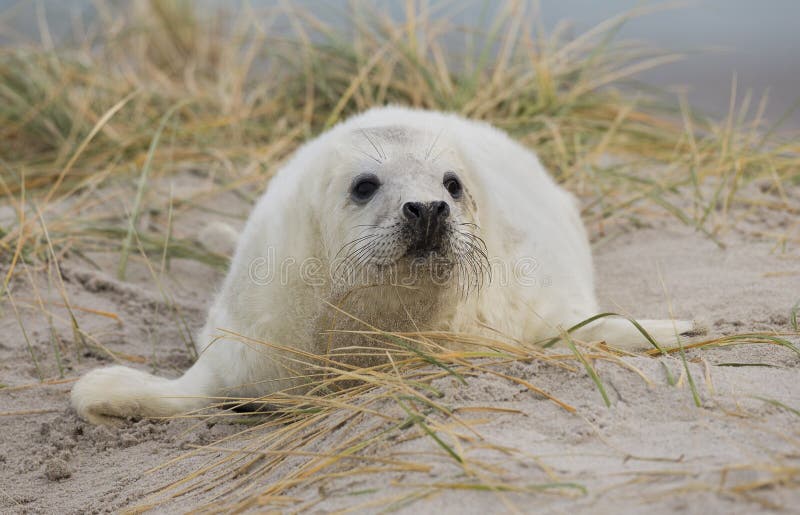 Baby grey seal stock image. Image of back, resting, fluffy 28592397