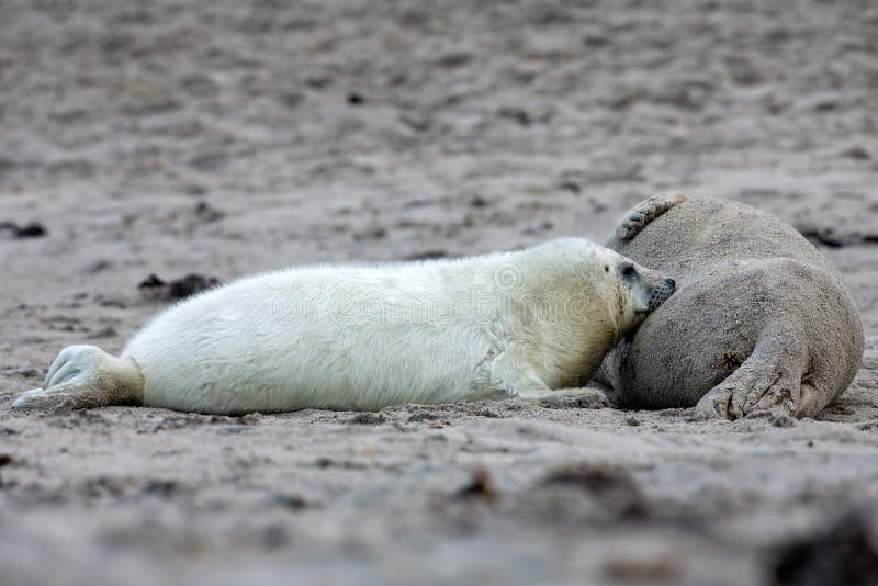 Baby Grey seal stock photo. Image of fauna, mammal, baby 28593064