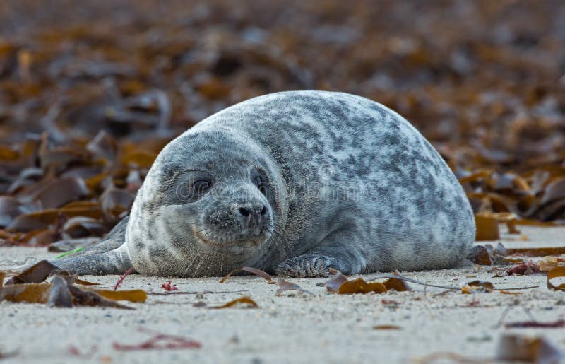 Baby grey seal stock image. Image of lion, milk, resting 28592649