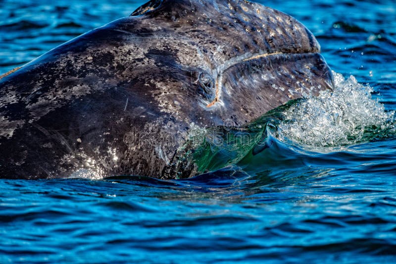 Newborn grey whale calf nose and eye in baja california. Newborn grey whale calf nose and eye in baja california