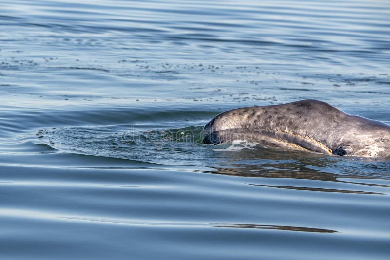 Newborn grey whale calf nose and eye in baja california. Newborn grey whale calf nose and eye in baja california