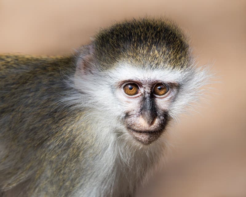 Baby Grivet Monkey IV