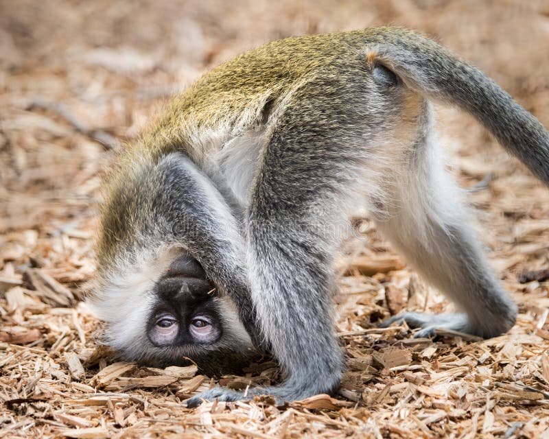 Baby Grivet Monkey IV