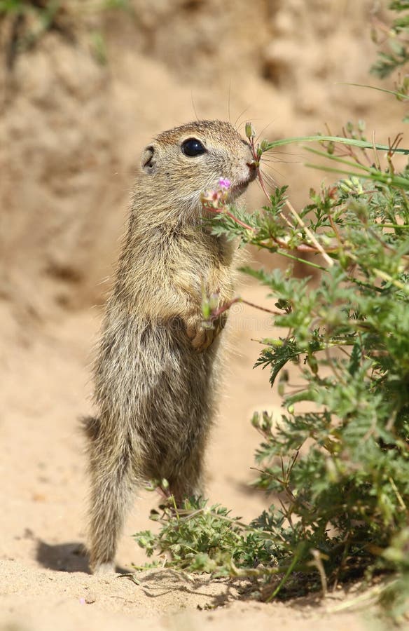 Baby ground squirrel royalty free stock photo Baby ground squirrel royalty free stock photo