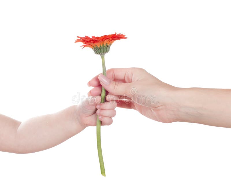 Baby hand holding flower stock photo. Image of concepts 268821096