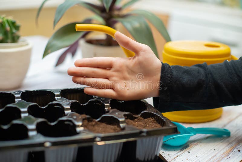Baby Hand with Seed. Potting Up Vegetable Seedlings Stock Photo Image
