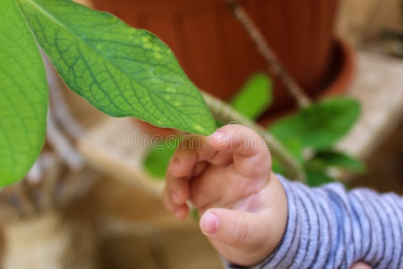 Baby Hand Touching a Leaf of Plant Stock Photo Image of holding
