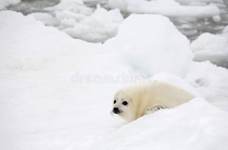 Baby harp seal pup stock photography Baby harp seal pup stock photography