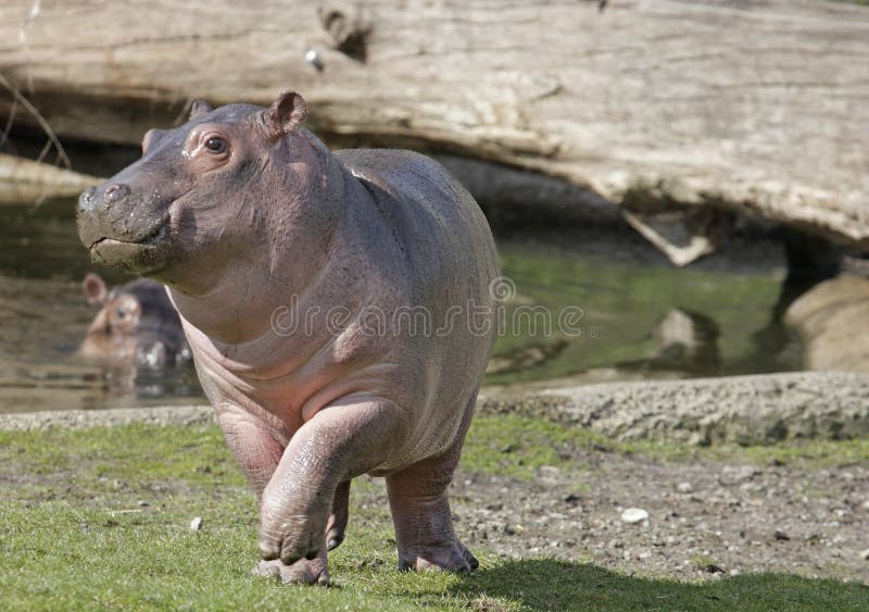 Carino un bambino ippopotamo saltando in giro sul erba.