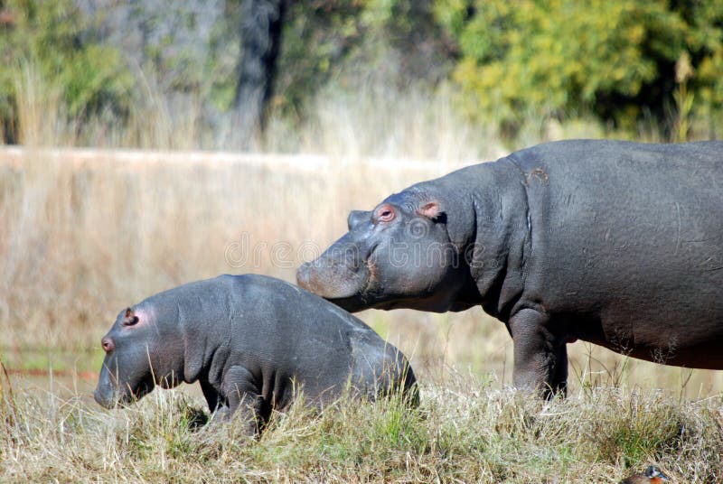 Image of a mother hippo resting her head on her baby hippos back near a watering hole in summer time heat. Image of a mother hippo resting her head on her baby hippos back near a watering hole in summer time heat.