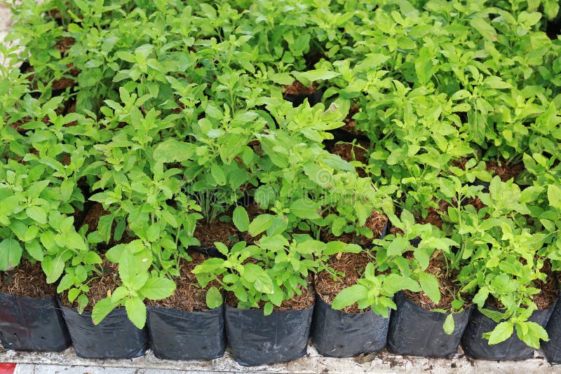 Baby Holy Basil Plants in the Greenhouse Stock Image Image of fresh