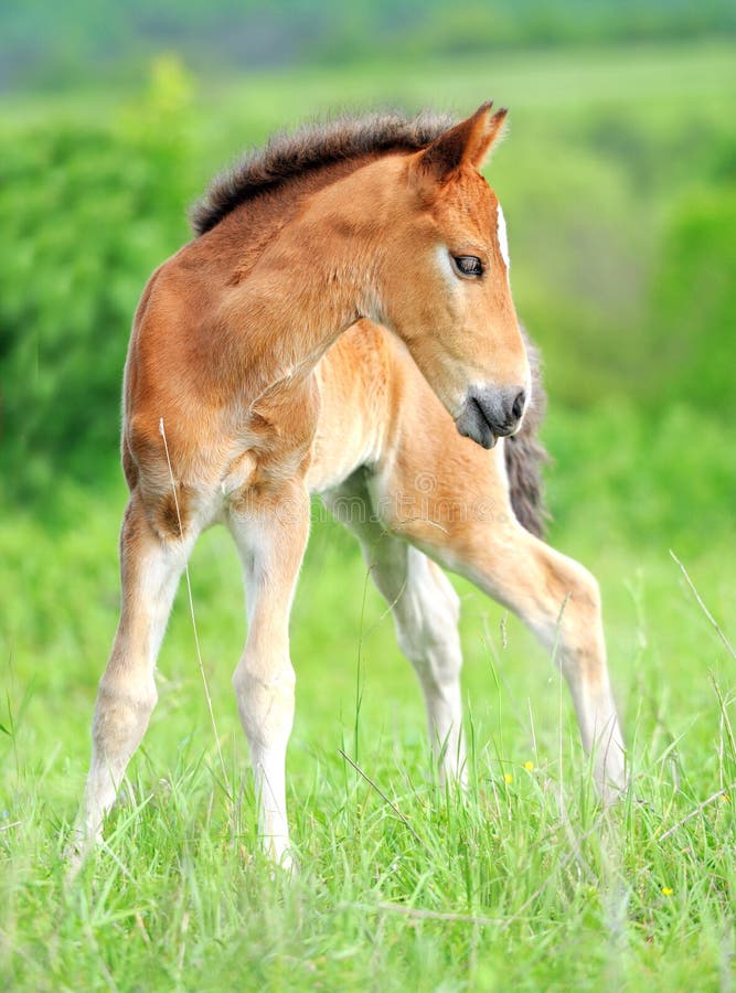 Colt Scratching Itch stock image. Image of tail, itchy 679953