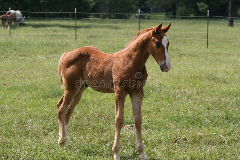 Baby Horse stock images