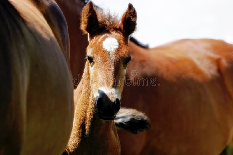 Un cavallo bambino prende una possibilità di picco da dietro a sua madre e il resto della mandria.