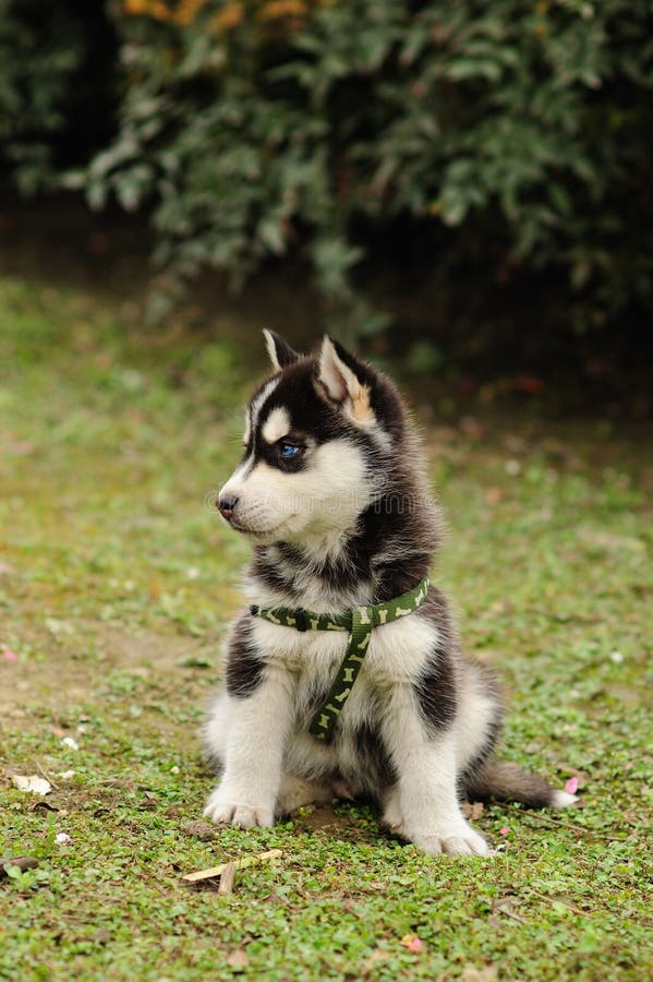 Black And White Siberian Husky Sitting On A Mountain On The Background Of The Lake And The Forest And Eats Treats The Dog On The Stock Photo Image Of Forest Enjoy