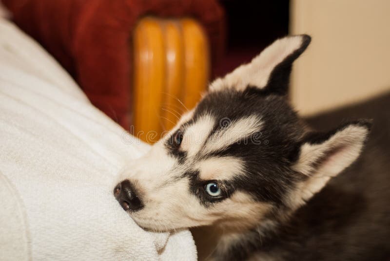 Playful Baby Husky: Exploring the World Through Charming Mischief