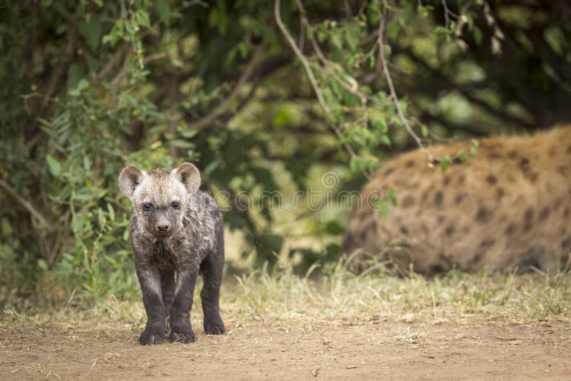 Baby hyena standing next to its mother in Masai Mara in Kenya