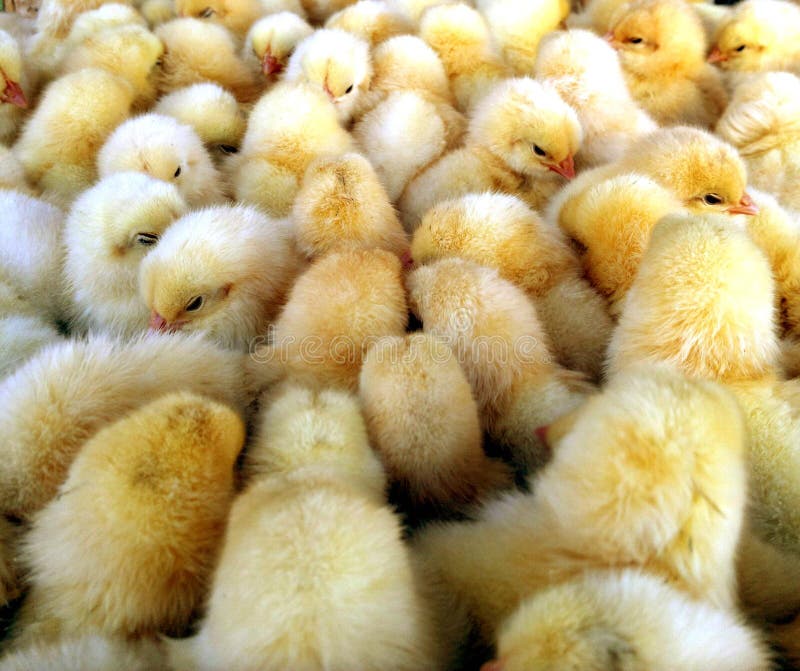 Baby-Hühner stockbild Baby-Hühner stockbild
