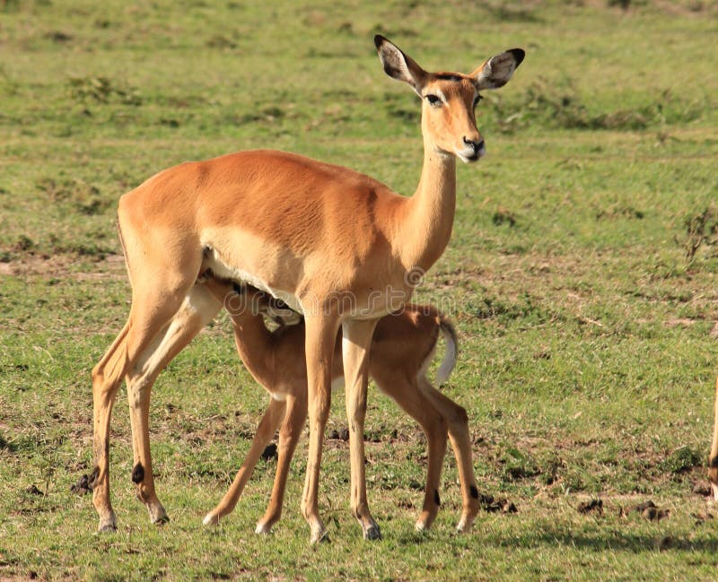 Baby-Impalafütterung stockfoto Baby-Impalafütterung stockfoto