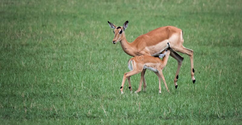 Baby-Impalatrinken. stockbilder Baby-Impalatrinken. stockbilder