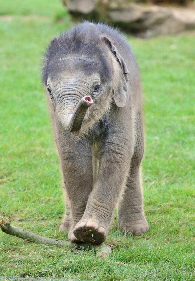 3,132 Indian Baby Elephant Stock Photos - Free & Royalty-Free Stock Photos  from Dreamstime