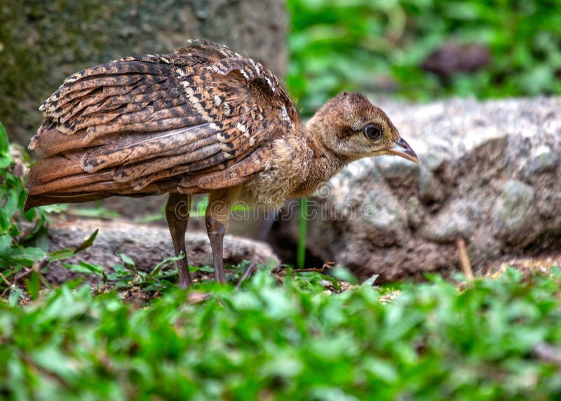 A baby Indian peafowl explores its surroundings in an Indian habitat. A baby Indian peafowl explores its surroundings in an Indian habitat