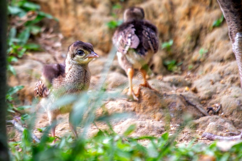 A baby Indian peafowl explores its surroundings in an Indian habitat. A baby Indian peafowl explores its surroundings in an Indian habitat