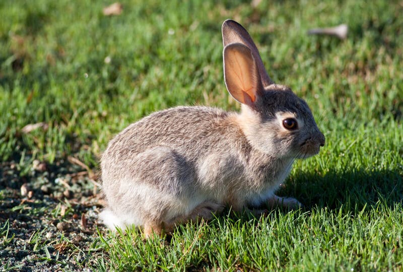 jack rabbit jack rabbit