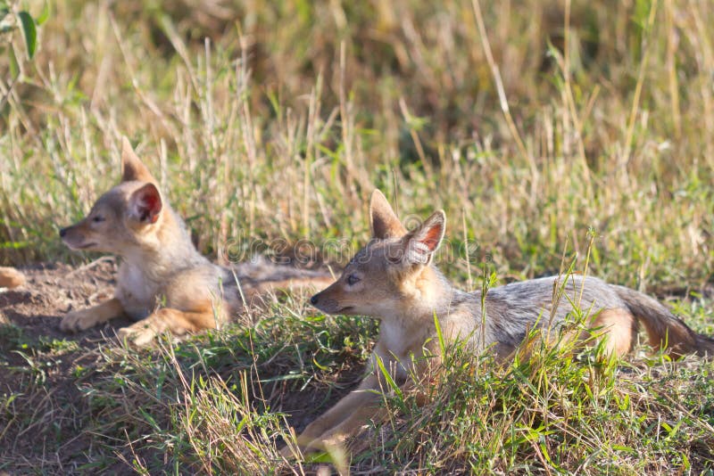 Baby Jackals profile stock photo. Image of kenya, continent 16286988