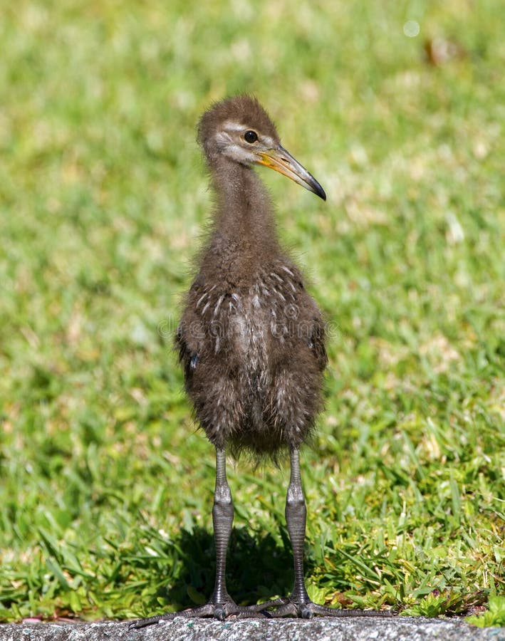 Baby juvenile limpkin Aramus guarauna, also called carrao, courlan, and crying bird Standing at edge of grass looking left - side view of head - fuzzy fluffy brown feathers