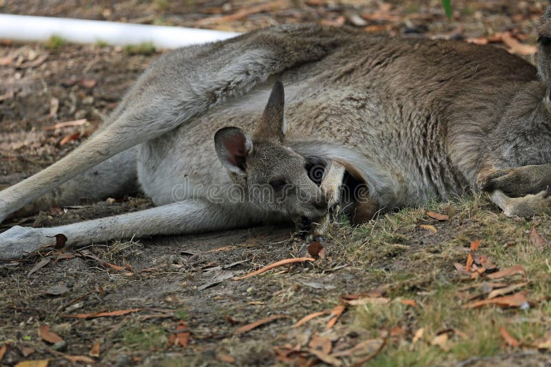 pouch bolsa australia