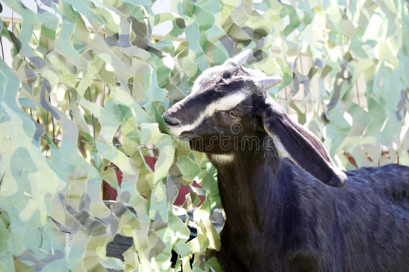 Farm Animal Series Baby Goat Alpine Goat Sundgau Capra Aegagrus