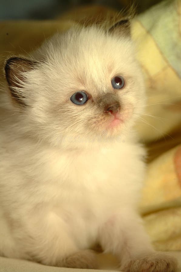 Baby Kitten 1 stock images Baby Kitten 1 stock images