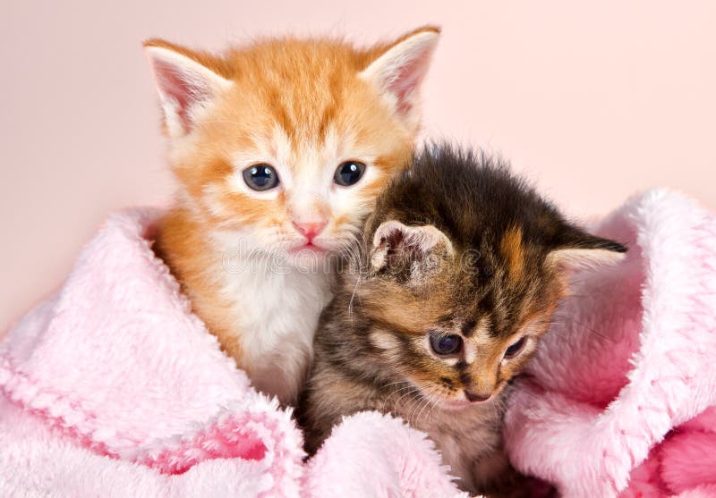 Baby Kittens Wrapped In A Pink Blanket Stock Image Image 28593451