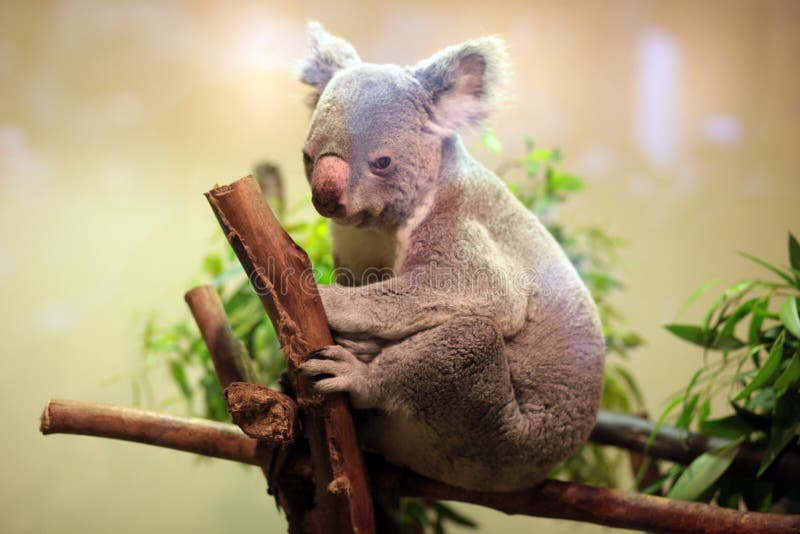 Baby Koala Bear stock image. Image of nose, slow, baby 48843359