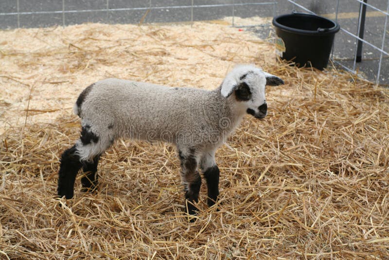 Baby lamb stock image. Image of profile, outdoors, ruminant 790939