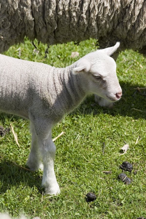 Baby Lamb Picture. Image 878379