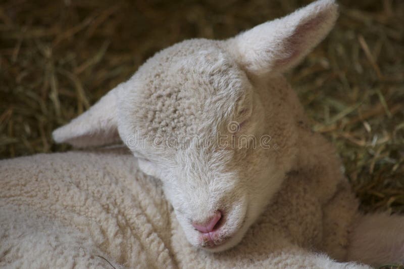 Baby lamb closeup stock image. Image of cute, baby, sweet 40212101