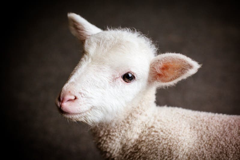 Baby Lamb Face stock photography
