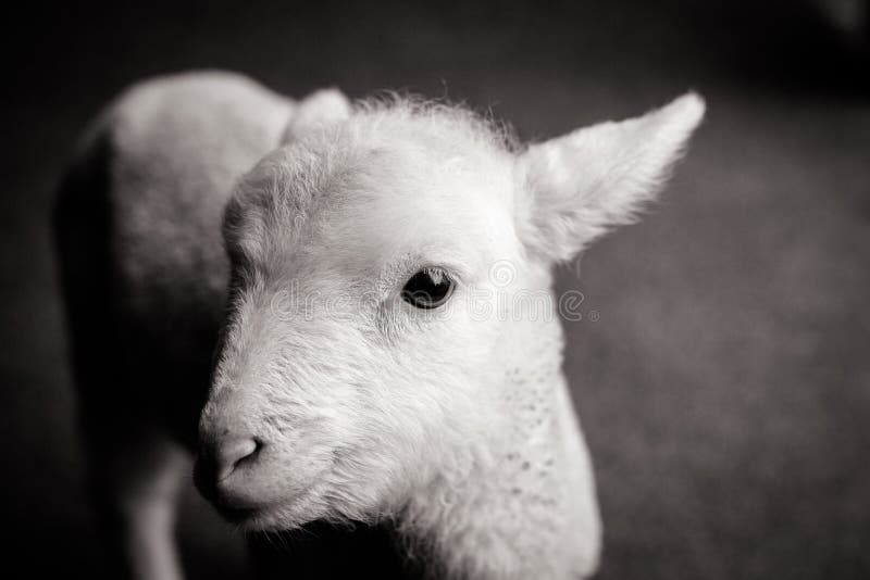 Baby Lamb Face stock photo. Image of friendly, newborn 43831384