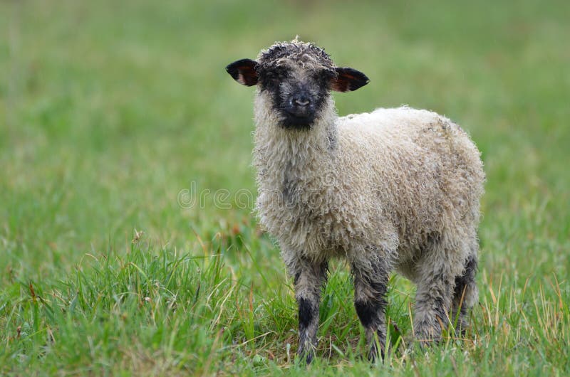Baby lamb stock photo. Image of family, countryside, love 54122418